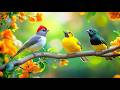 Instant Relief Birdsong Piano For Office Anxiety 