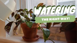 HOW TO WATER HOUSEPLANTS CORRECTLY | top vs bottom watering houseplants