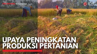 Upaya Peningkatan Produksi Pertanian | IDX CHANNEL