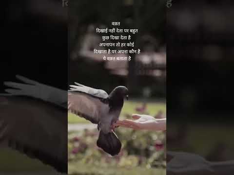 Agaratum MIL Jao To Havana Chhod Fence Barmbhaastar Anita A Chance Bknkhan Dbhsir Josunpaqwerdtfyghu