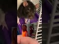 Pet Rat Doesn’t Want To Take Her Medicine