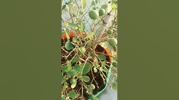Lemon growing tips