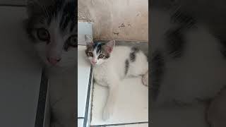 Michu lagi banyak pikiran...🤣❤️