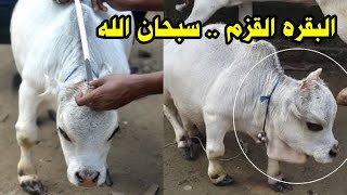 البقره القزم ( راني ) اقصر بقره ف العالم تدخل موسوعه غينيس / سبحان الله فيما ابدع / ادخل مش هتندم