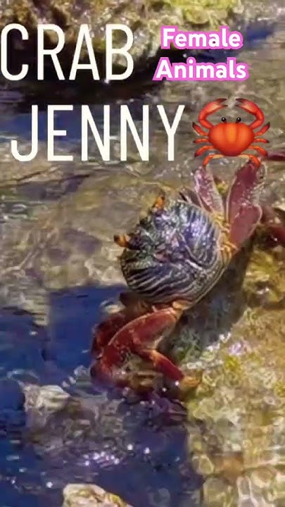 what-is-a-female-crab-called-what-is-a-jenny-crab-jenny-meaning