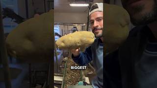 How big can potatoes get?!