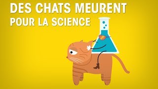 Des chats meurent pour la science : STOP ou encore ?