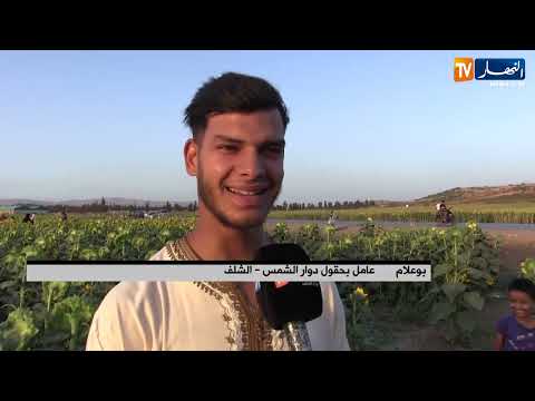 الشلف حقول دوار الشمس وجهة العائلات والشباب لالتقاط صور للطبيعة الساحرة