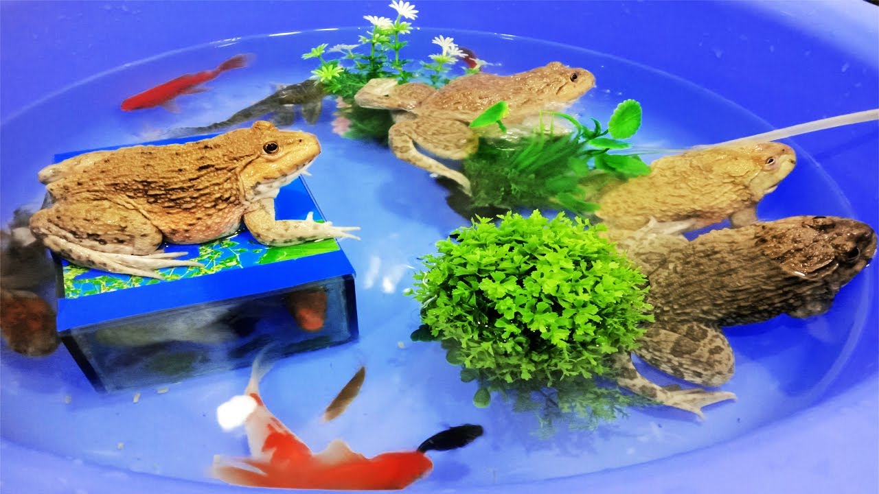 Cute Ornamental Animals Frogs Koi fish Pleco Tiger Barb Fish Big Pet