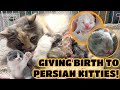 PERSIAN CAT GIVING BIRTH TO 5 KITTENS! 😍✨