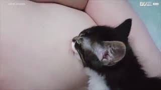 Kitten Tries To Breastfeed From Its Owner While He Sleeps Kitten Tries To Breastfeed From Its Owner While He Sleeps