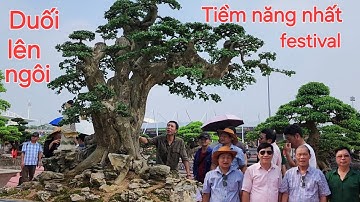 Cây Duối được đánh giá tiềm năng nhất festival thủ đô