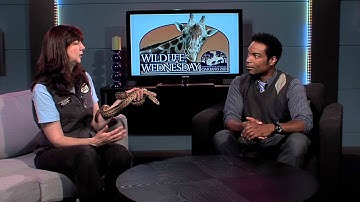 Oakland Zoo on KOFY TV with a Gopher Snake
