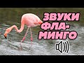 Звуки фламинго: как поют фламинго