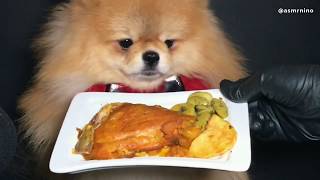 ASMR Pomeranian Dog eating Chicken Mukbang (No Talking) EATING SOUNDS