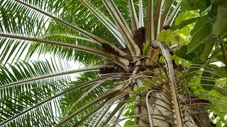 Cantigas De Ogum Candomblé Com Letra - 03 - Akajá Ogum Má Kebelojá