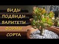 ДЕНЕЖНОЕ ДЕРЕВО. ВИДЫ. ПОДВИДЫ. СОРТА. ВАРИТЕТЫ. ФОРМЫ. МНОГООБРАЗИЕ.