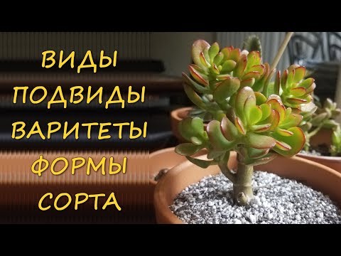 ДЕНЕЖНОЕ ДЕРЕВО. ВИДЫ. ПОДВИДЫ. СОРТА. ВАРИТЕТЫ. ФОРМЫ. МНОГООБРАЗИЕ.