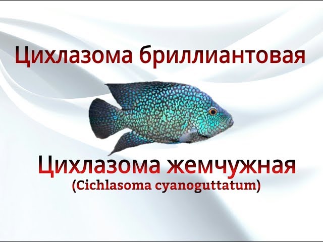 Аквариумные рыбки. Цхлазома бриллиантовая или жемчужная (Cichlasoma cyanoguttatum)