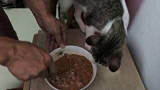Preparing food for my cats and feeding them