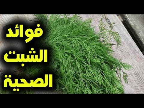 فوائد الشبت الأخضر لن تصدق ماذا يفعل فى اجسادنا تناول الشبت