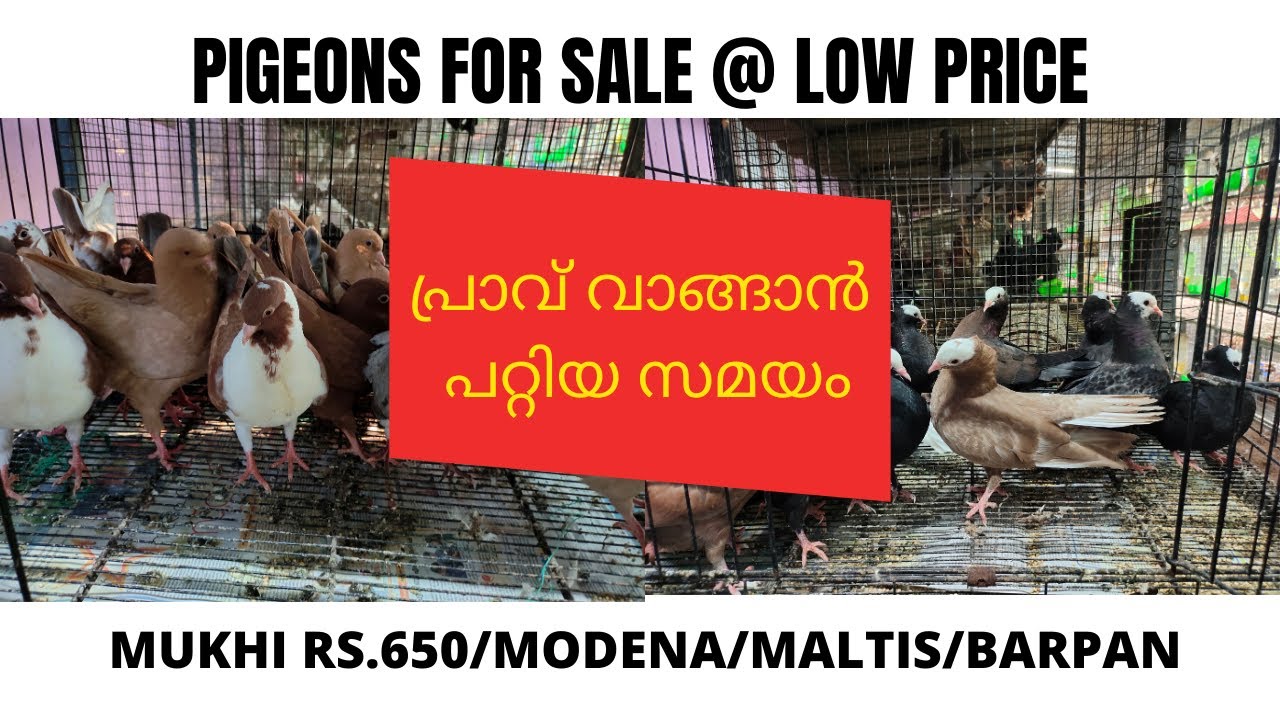 MUKHI PIGEON RS.650 പ്രാവ് വാങ്ങാൻ പറ്റിയ സമയംMUKHI MODENA BADANG