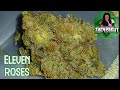 Eleven roses  osage creek cultivation  medical marijuana review the420guy