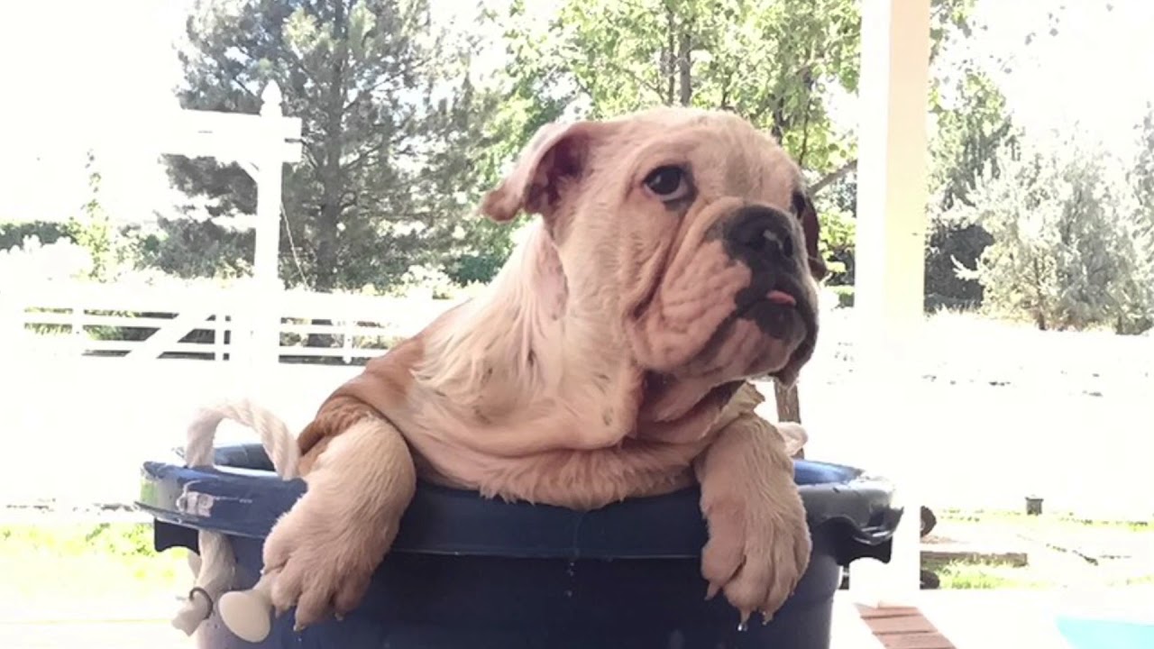 camera iphone 8 plus apk English Bulldog Puppy Taking a Bath