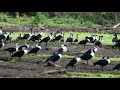 Comb Duck and Black-bellied Whistling-Duck Ricuricocha Lagoon