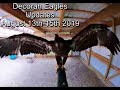 Decorah Eagles Updates August 13th-15th 2019