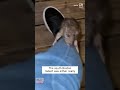 Rat Climbs Up Boston Man’s Leg #shorts