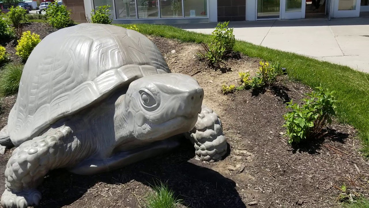 Kansas state reptile the Box turtle - YouTube