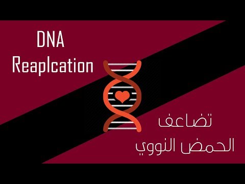 انزيم (Helicaze) | بروتينات (Primosomes) | بروتينات (SSB) | (DNA Replication 1)