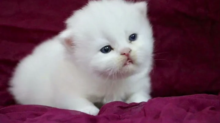 Watch the video about Cute little munchkins | Persiankittens | purrfectpaws | cookie&minniepersiancats