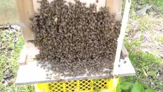 Honeybee2013040102