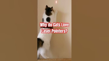 Why cats go crazy for laser pointers!  #CatBehavior #FriskyFelines #CarpeMeow #facts #shorts