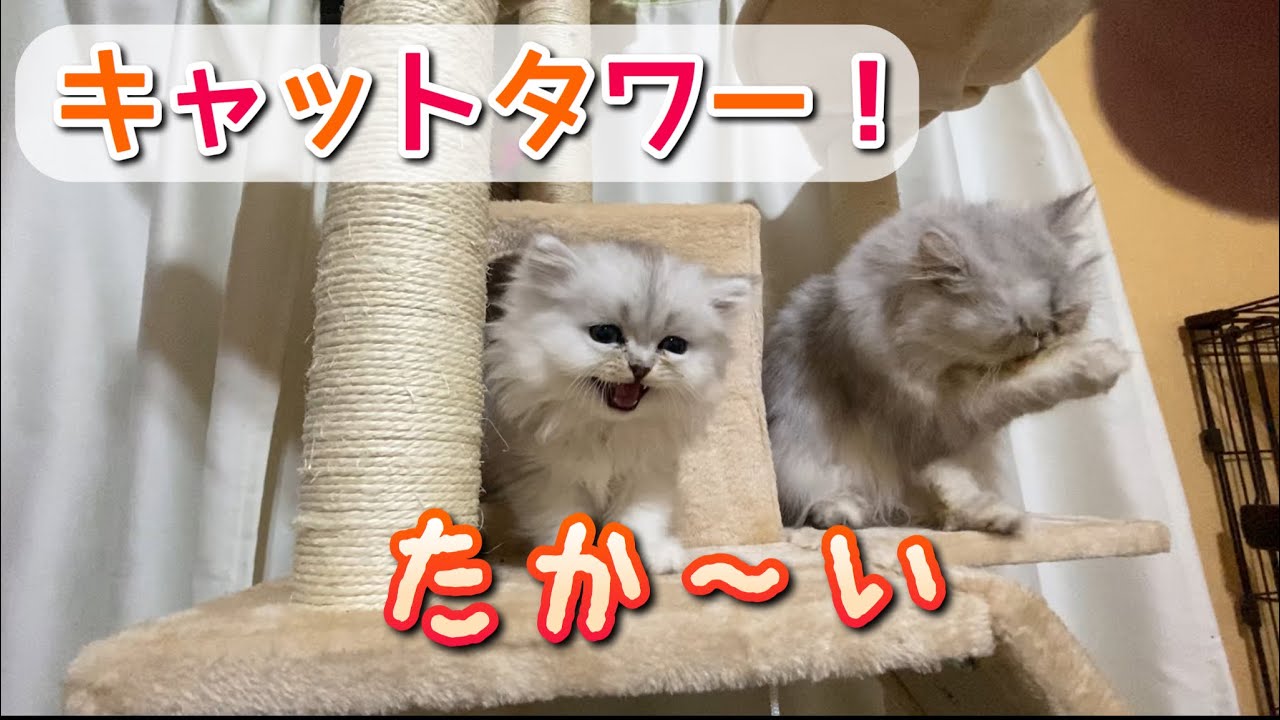 キャットタワーで遊ぶ子猫が可愛いすぎる 大事なお知らせもあります Youtube