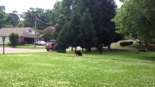 Baby bear captured in Roanoke