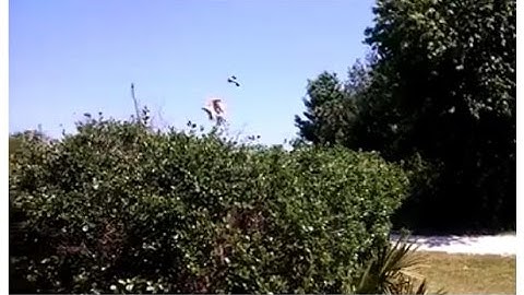 Mockingbirds protecting a nest from Hawk Attack