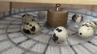 DIY Egg Incubator and Egg Turner