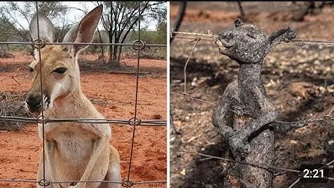 Electrical Shock will not be merciful to any animals! 😔