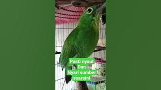 suara nya bikin ijo lain ke pancing