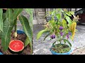 Great to grow mangoes with watermelon