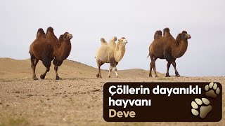 Susuzluğa saatlerce dayanıklı adeta bir çöl gemisi “Deve” #deve#doğakaşifi#hayvanlaralemi