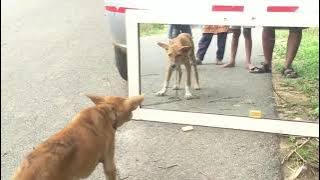 Video lucu seekor anjing dan cermin😂