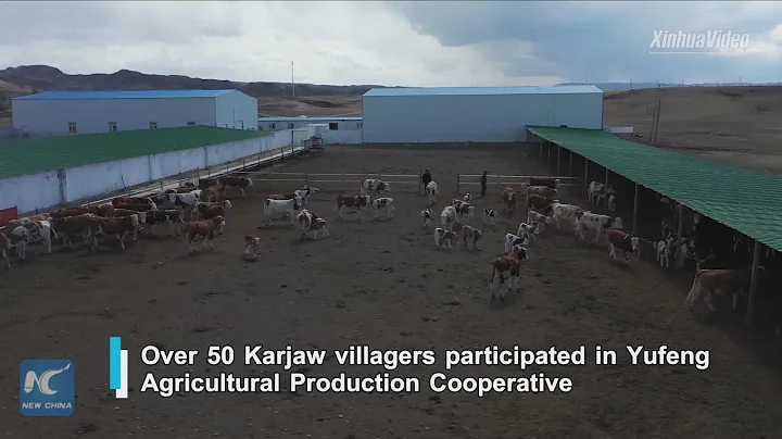 Cattle breeding cooperative helps locals fight poverty in China's Xinjiang