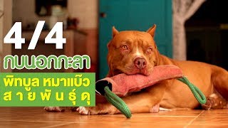 กบนอกกะลา : พิทบูล หมาแบ๊วสายพันธุ์ดุ ช่วงที่ 4/4 (25 ม.ค.61)