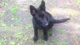 Nero-Black German Shepherd Puppy