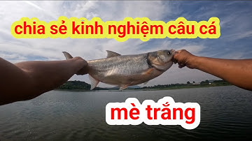 Chia sẻ kinh nghiêm câu cá mè trắng hiệu quả với tầng mặt
