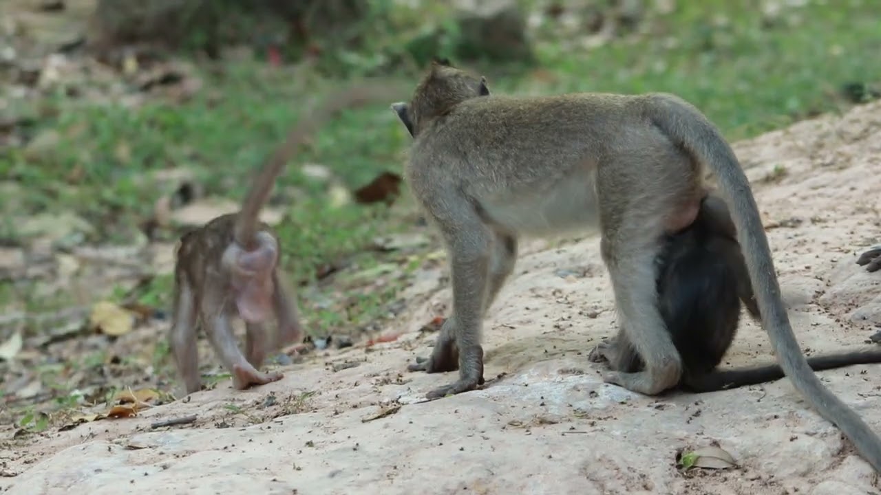 Mama Gladis and Elsa - Elfi mama Monkey on Feb4,2023/VS.539. Amber Mk